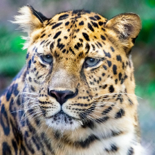 Leopard